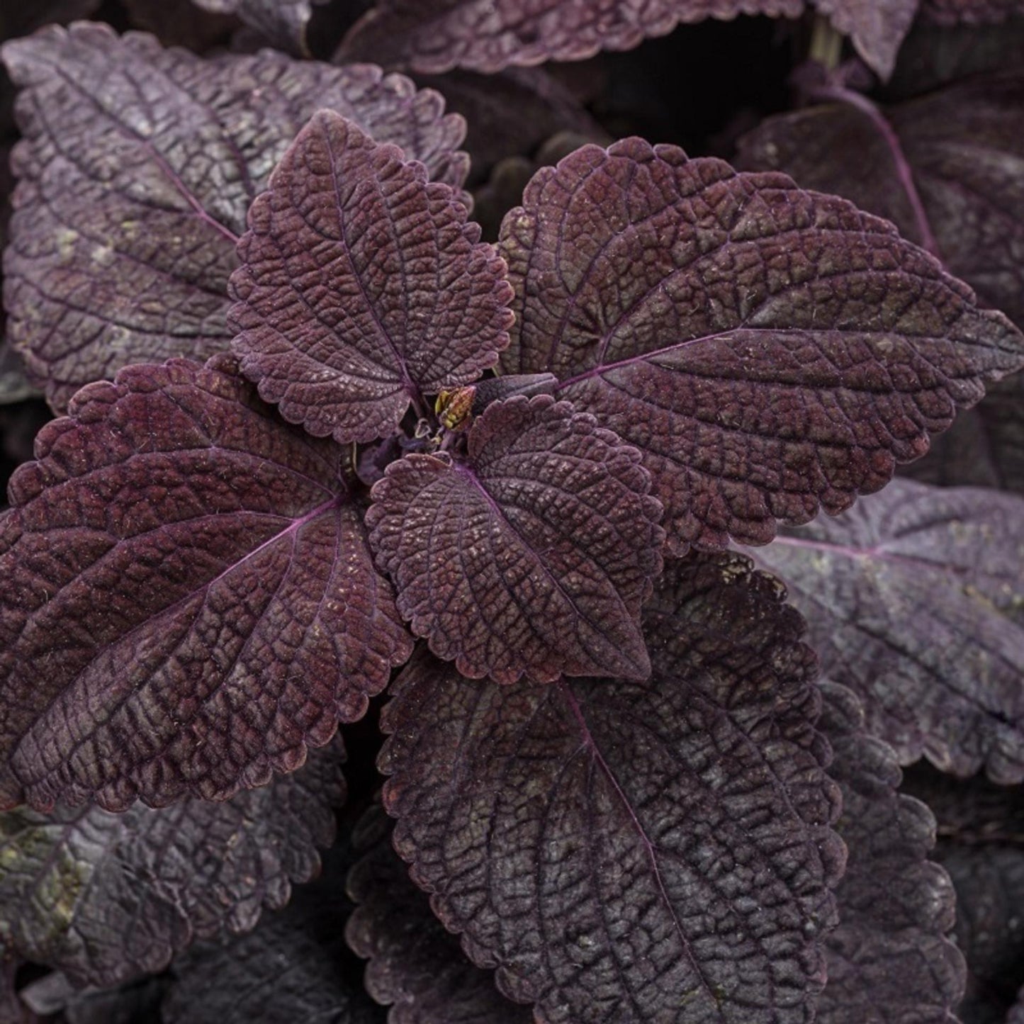 Coleus Colorblaze El Brighto - View 10 from www redcrocus com