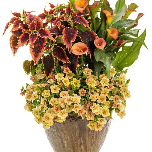 Coleus Colorblaze El Brighto - View 11 from www redcrocus com