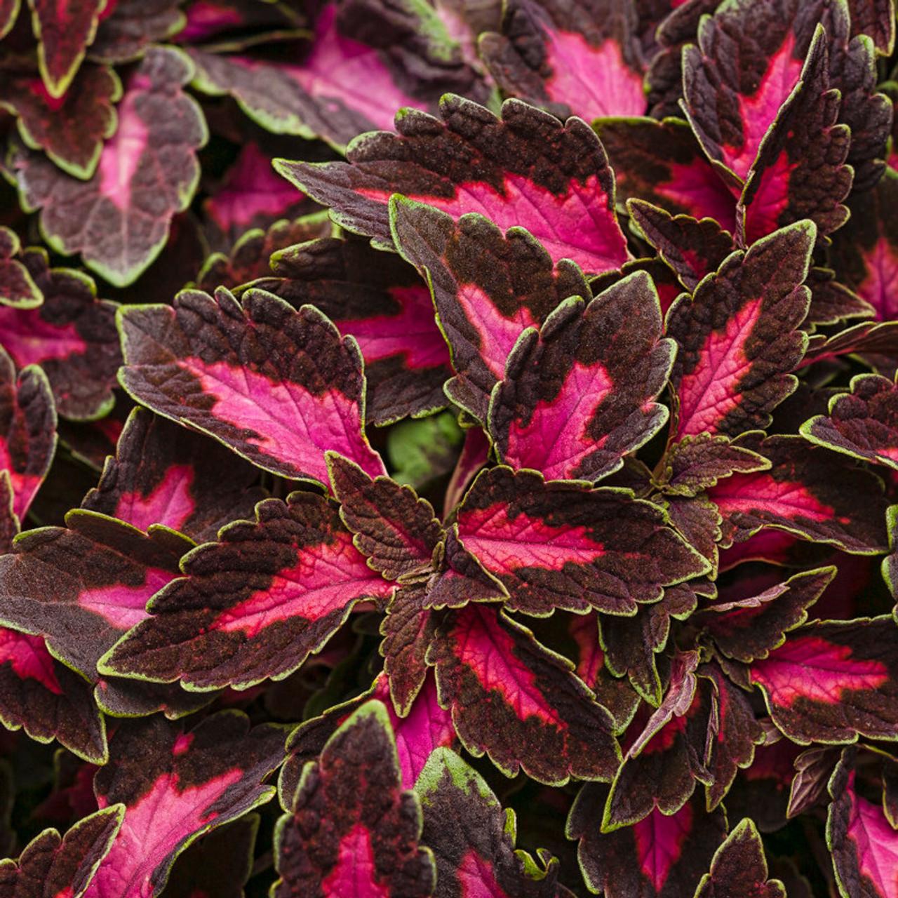 Coleus Colorblaze El Brighto - View 13 from www redcrocus com