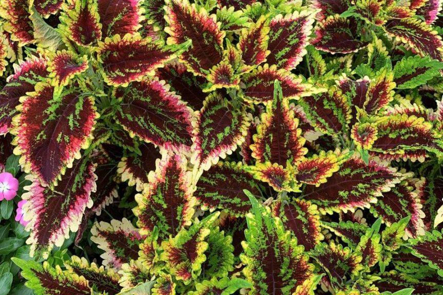 Coleus Colorblaze El Brighto - View 14 from www redcrocus com