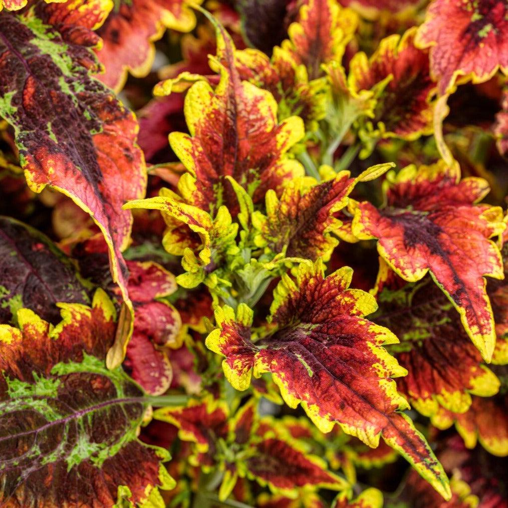 Coleus Colorblaze El Brighto - View 15 from www redcrocus com
