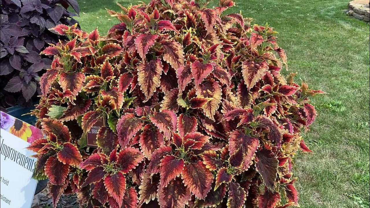 Coleus Colorblaze El Brighto - View 17 from www redcrocus com