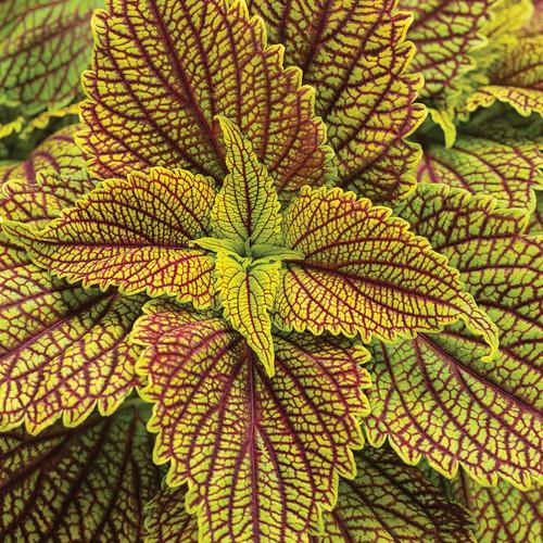 Coleus Colorblaze El Brighto - View 18 from www redcrocus com