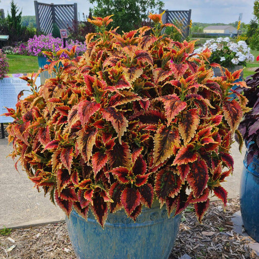 Coleus Colorblaze El Brighto - View 1 from www redcrocus com