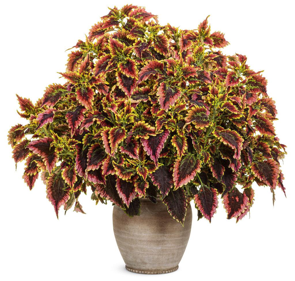 Coleus Colorblaze El Brighto - View 2 from www redcrocus com