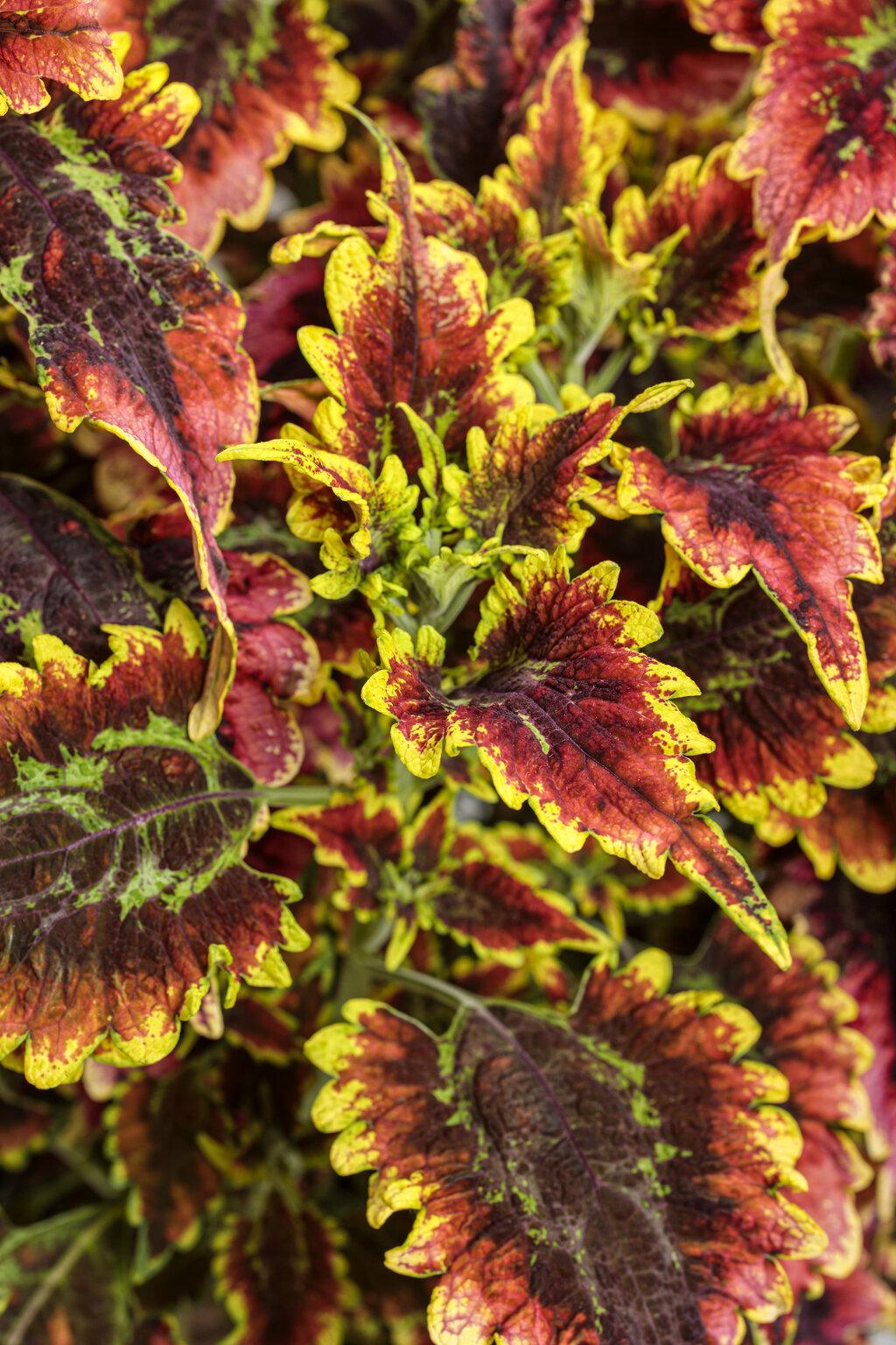 Coleus Colorblaze El Brighto - View 3 from www redcrocus com