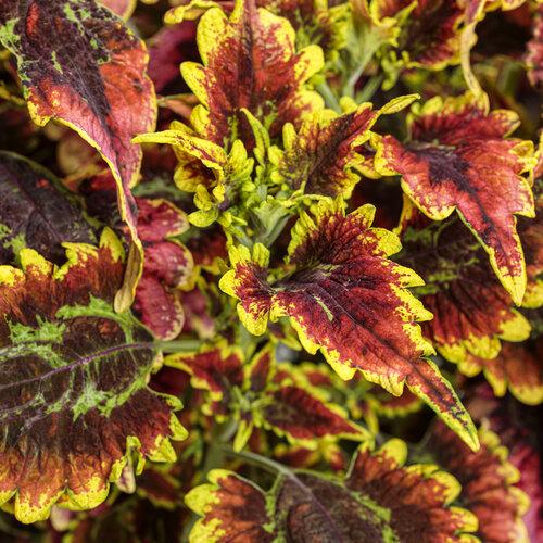 Coleus Colorblaze El Brighto - View 4 from www redcrocus com