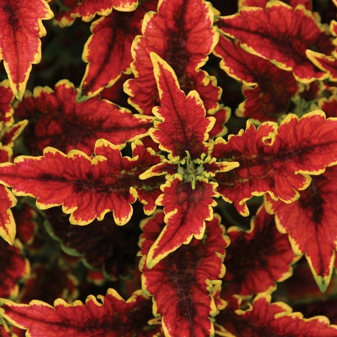 Coleus Colorblaze El Brighto - View 5 from www redcrocus com