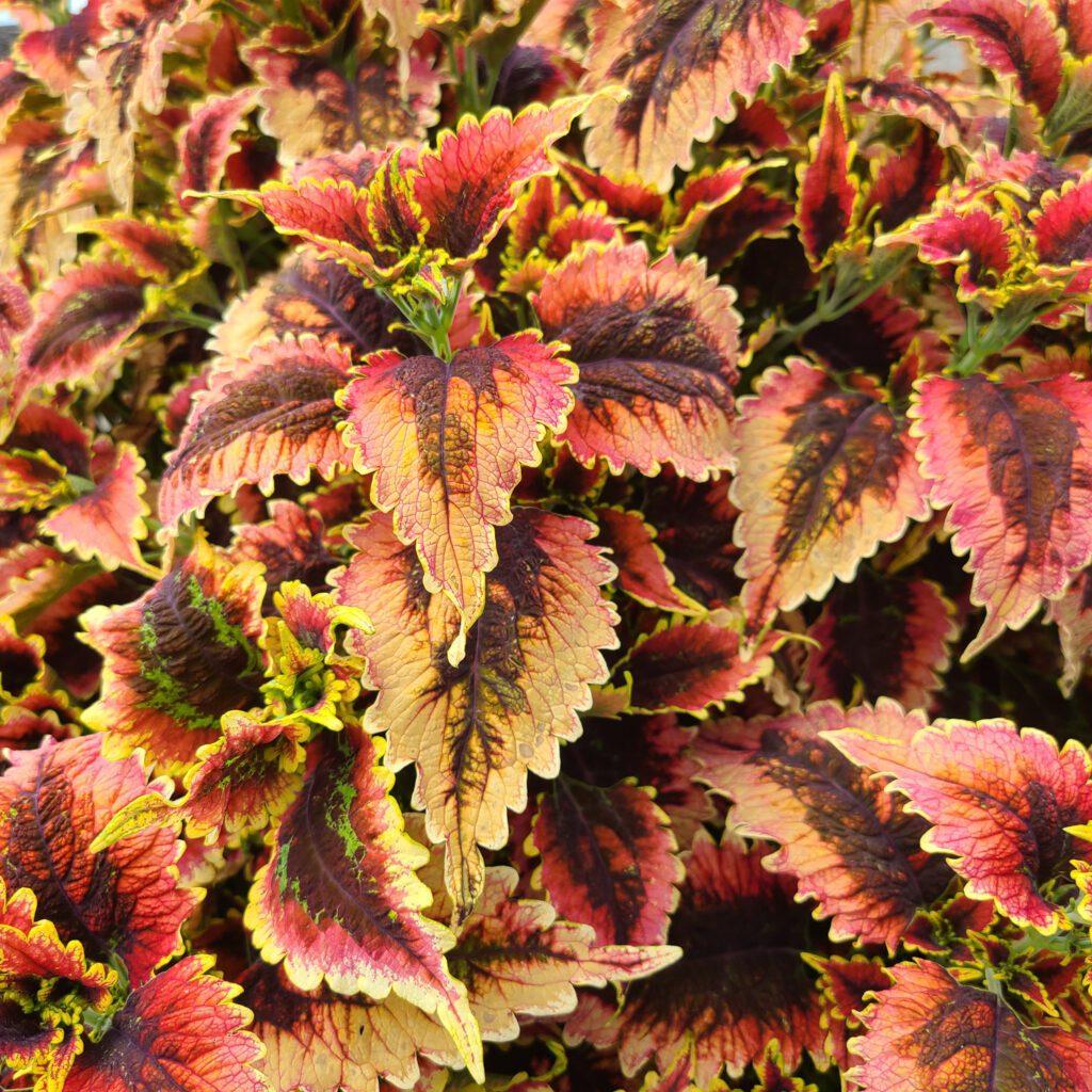 Coleus Colorblaze El Brighto - View 6 from www redcrocus com