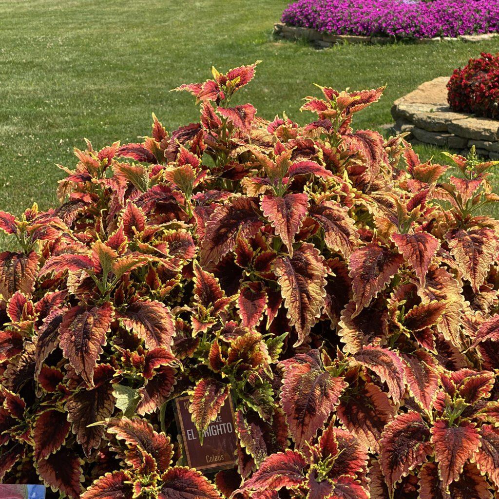 Coleus Colorblaze El Brighto - View 7 from www redcrocus com