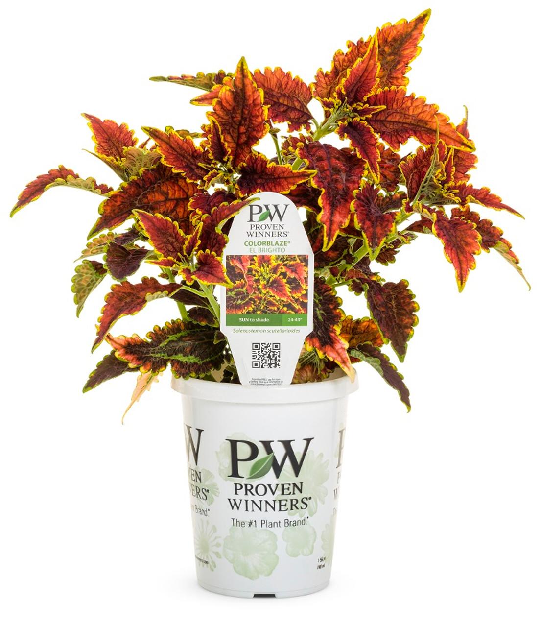 Coleus Colorblaze El Brighto - View 8 from www redcrocus com