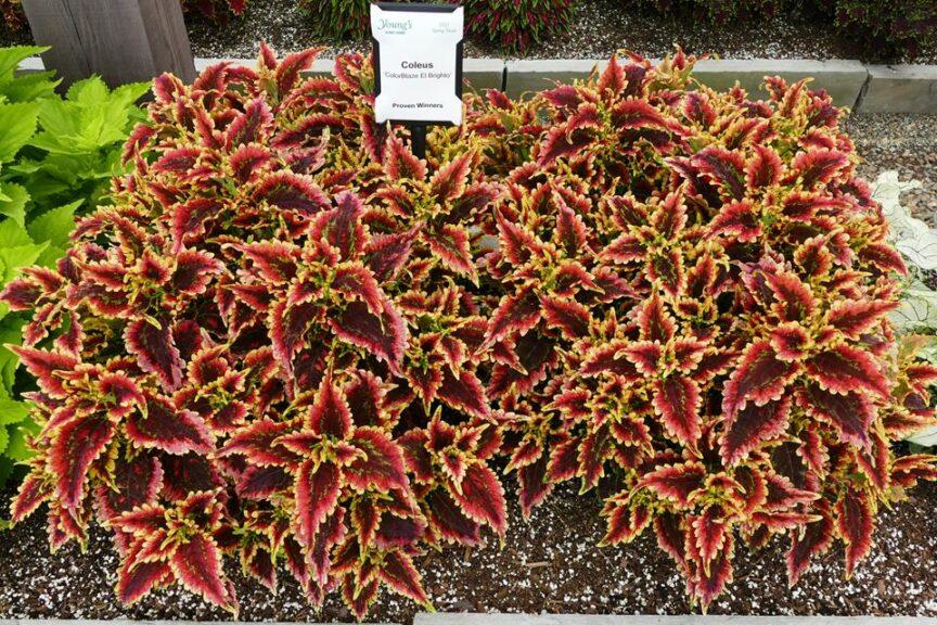 Coleus Colorblaze El Brighto - View 9 from www redcrocus com
