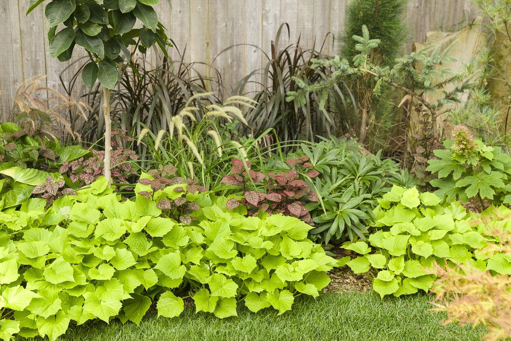Ipomoea Sweet Caroline Bewitched Green With Envy - View 10 from www redcrocus com