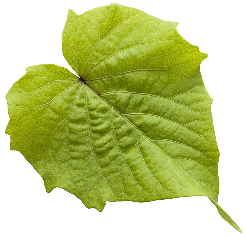 Ipomoea Sweet Caroline Bewitched Green With Envy - View 11 from www redcrocus com