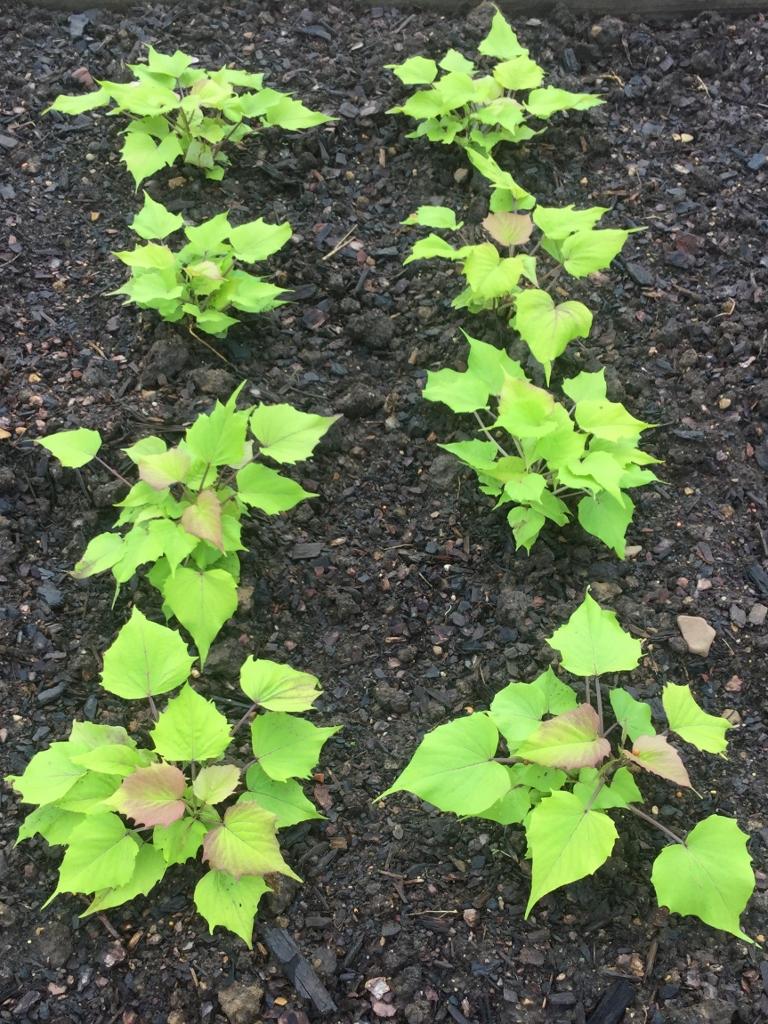 Ipomoea Sweet Caroline Bewitched Green With Envy - View 12 from www redcrocus com