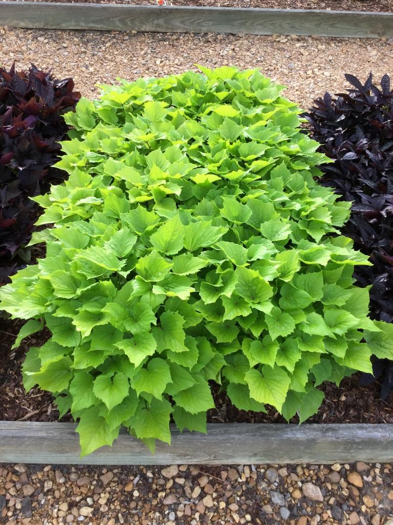 Ipomoea Sweet Caroline Bewitched Green With Envy - View 13 from www redcrocus com