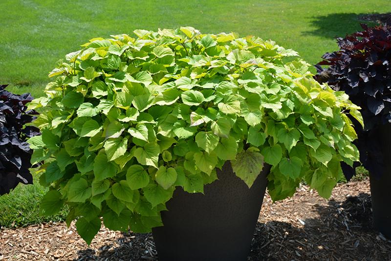 Ipomoea Sweet Caroline Bewitched Green With Envy - View 15 from www redcrocus com