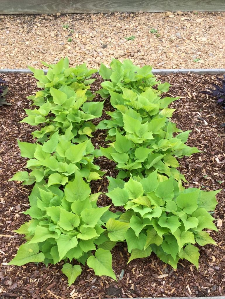 Ipomoea Sweet Caroline Bewitched Green With Envy - View 16 from www redcrocus com