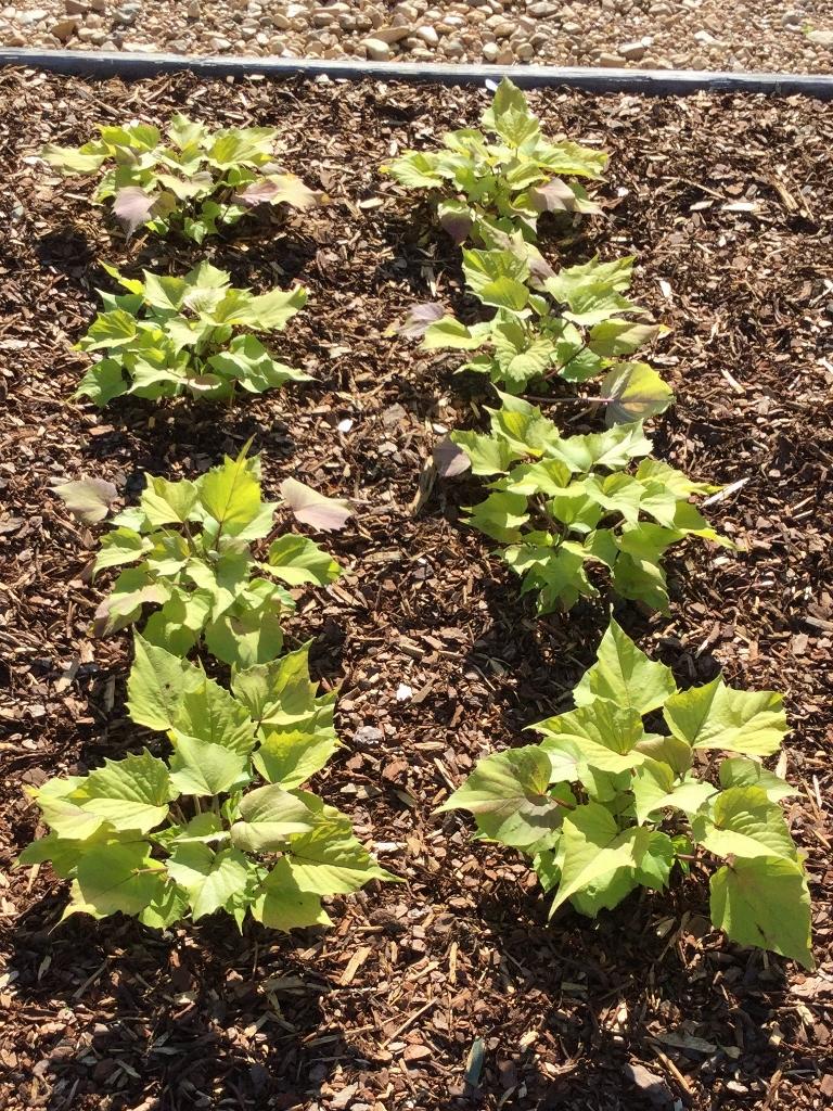 Ipomoea Sweet Caroline Bewitched Green With Envy - View 17 from www redcrocus com