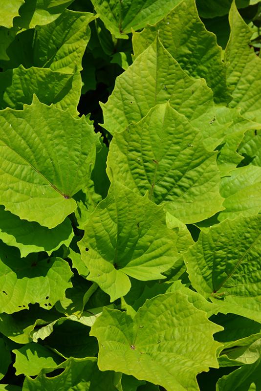 Ipomoea Sweet Caroline Bewitched Green With Envy - View 18 from www redcrocus com