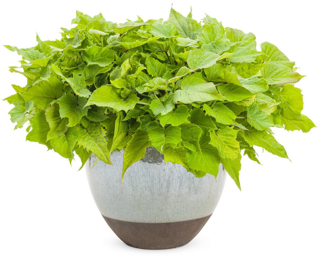 Ipomoea Sweet Caroline Bewitched Green With Envy - View 19 from www redcrocus com