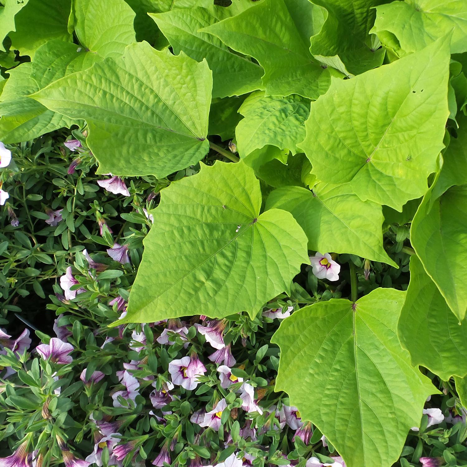 Ipomoea Sweet Caroline Bewitched Green With Envy - View 2 from www redcrocus com