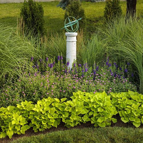 Ipomoea Sweet Caroline Bewitched Green With Envy - View 4 from www redcrocus com