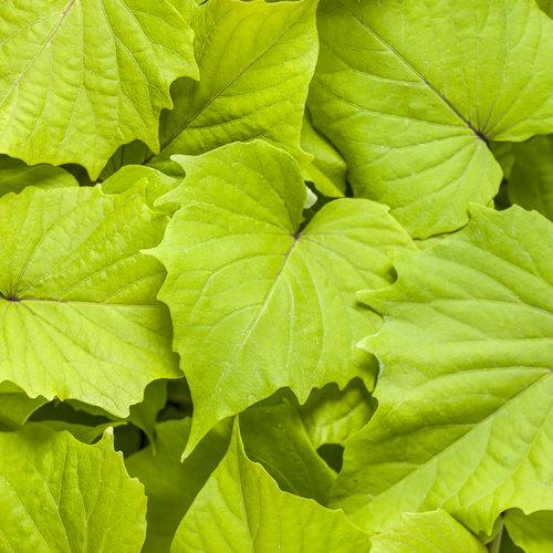 Ipomoea Sweet Caroline Bewitched Green With Envy - View 6 from www redcrocus com