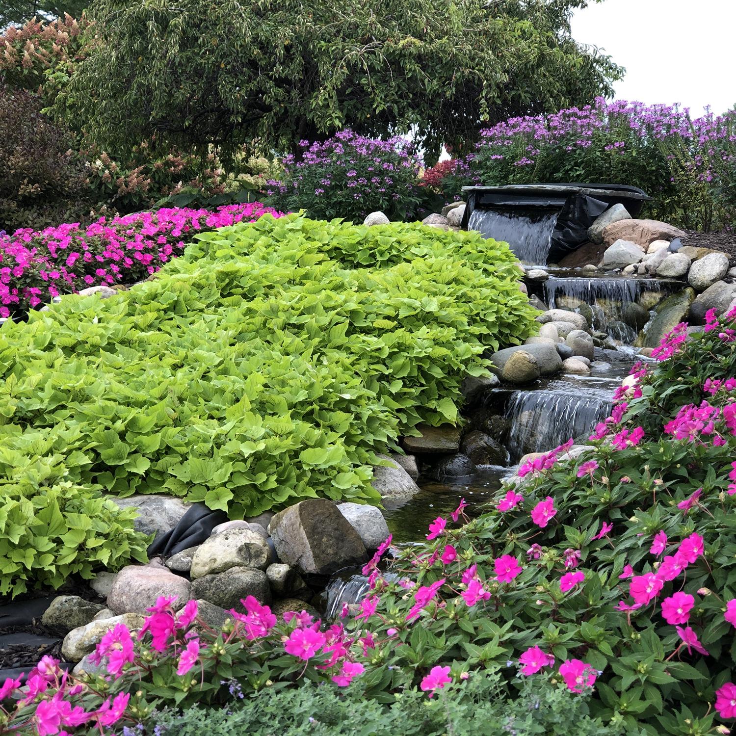 Ipomoea Sweet Caroline Bewitched Green With Envy - View 7 from www redcrocus com