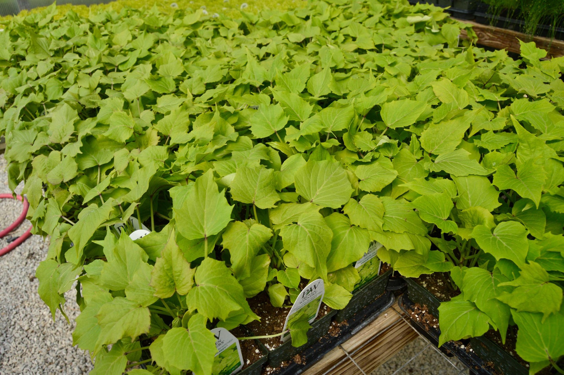 Ipomoea Sweet Caroline Bewitched Green With Envy - View 8 from www redcrocus com