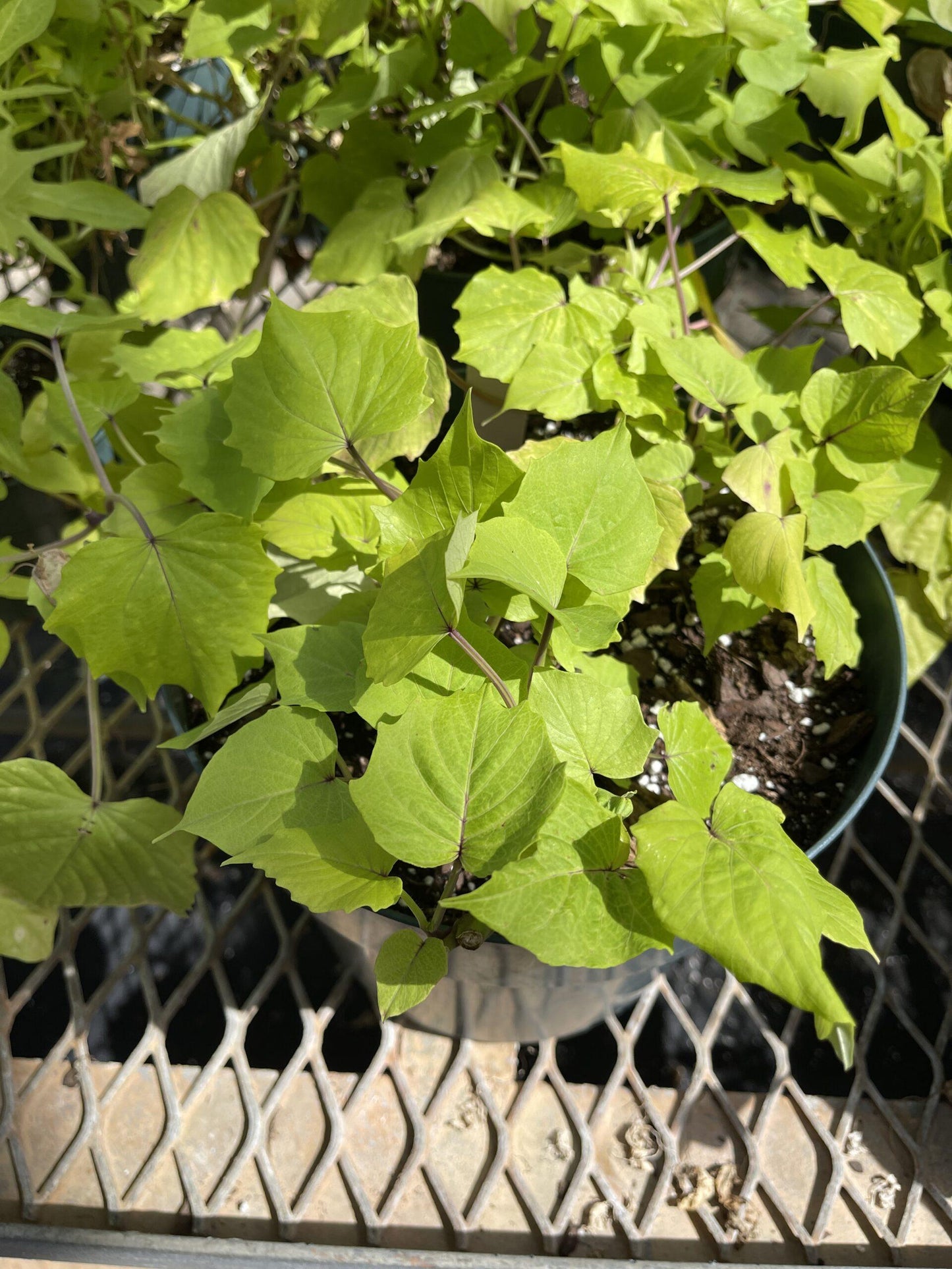 Ipomoea Sweet Caroline Bewitched Green With Envy - View 9 from www redcrocus com