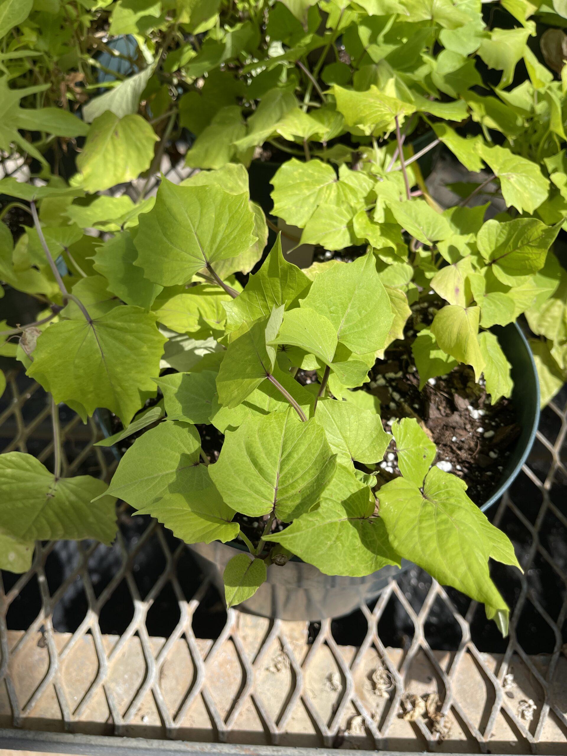 Ipomoea Sweet Caroline Bewitched Green With Envy - View 9 from www redcrocus com