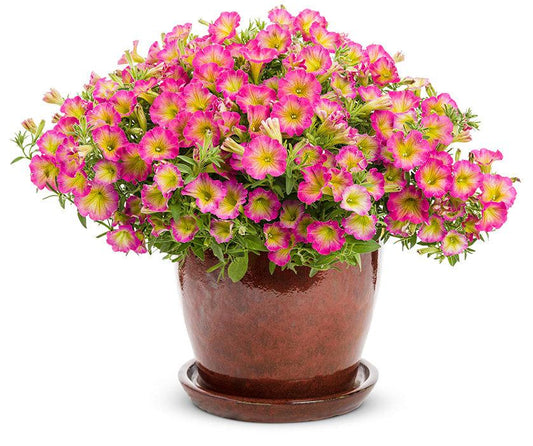 Petunia Supertunia Daybreak Charm - View 1 from www redcrocus com