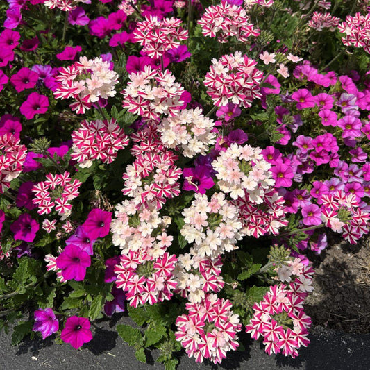 Verbena Superbena Royale Cherry Burst - View 1 from www redcrocus com