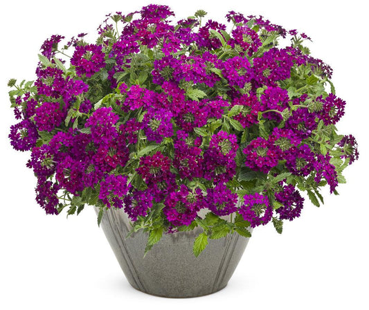 Verbena Superbena Royale Plum Wine - View 1 from www redcrocus com