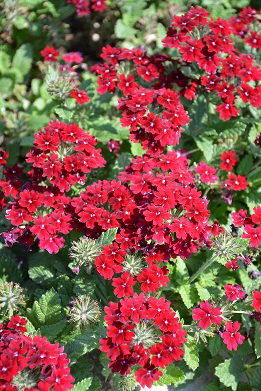 Verbena Superbena Royale Romance - View 11 from www redcrocus com