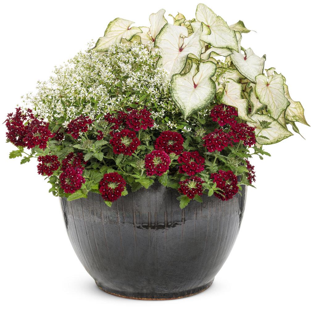 Verbena Superbena Royale Romance - View 12 from www redcrocus com
