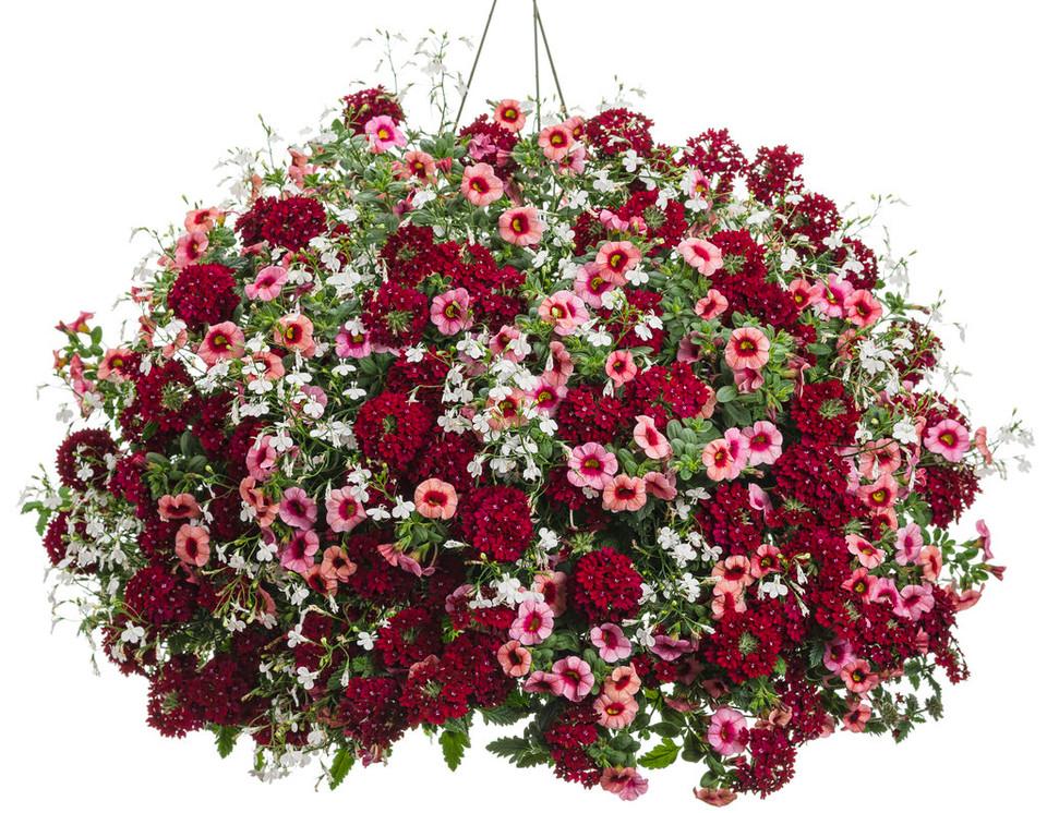 Verbena Superbena Royale Romance - View 13 from www redcrocus com