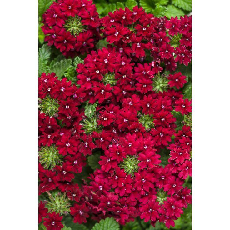 Verbena Superbena Royale Romance - View 15 from www redcrocus com