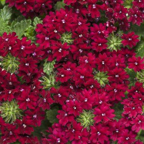 Verbena Superbena Royale Romance - View 1 from www redcrocus com