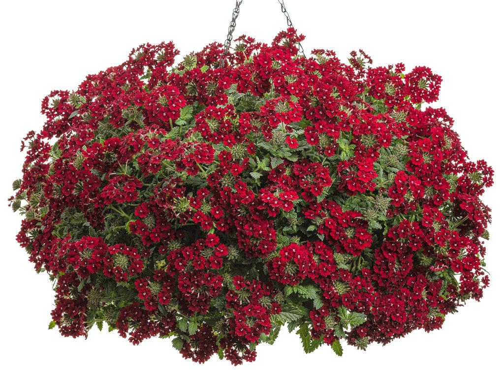 Verbena Superbena Royale Romance - View 3 from www redcrocus com