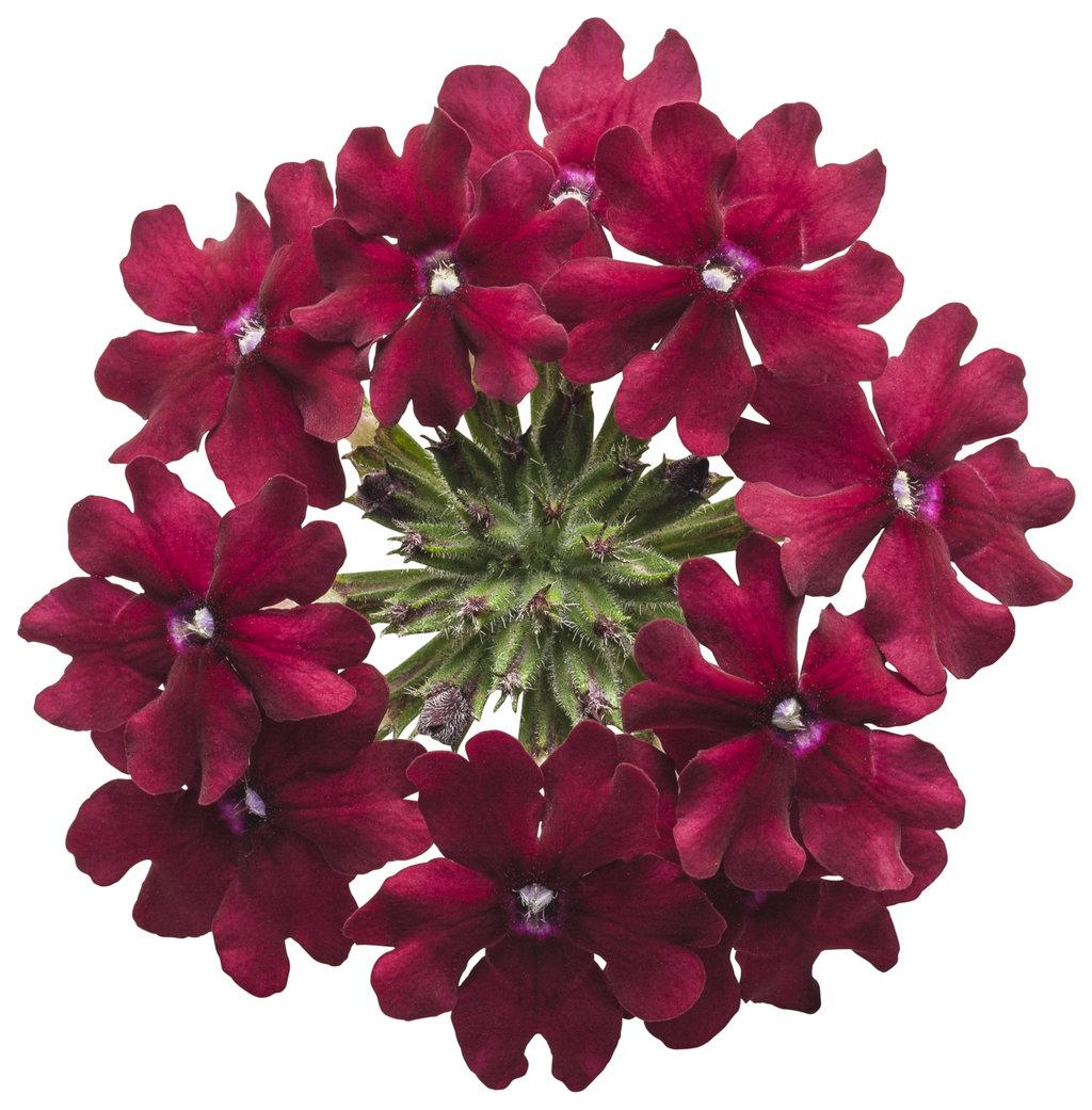 Verbena Superbena Royale Romance - View 4 from www redcrocus com