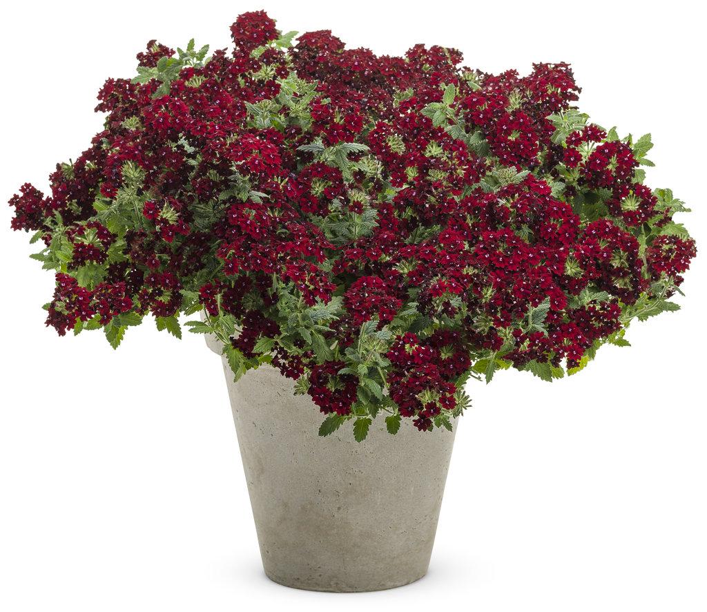 Verbena Superbena Royale Romance - View 5 from www redcrocus com