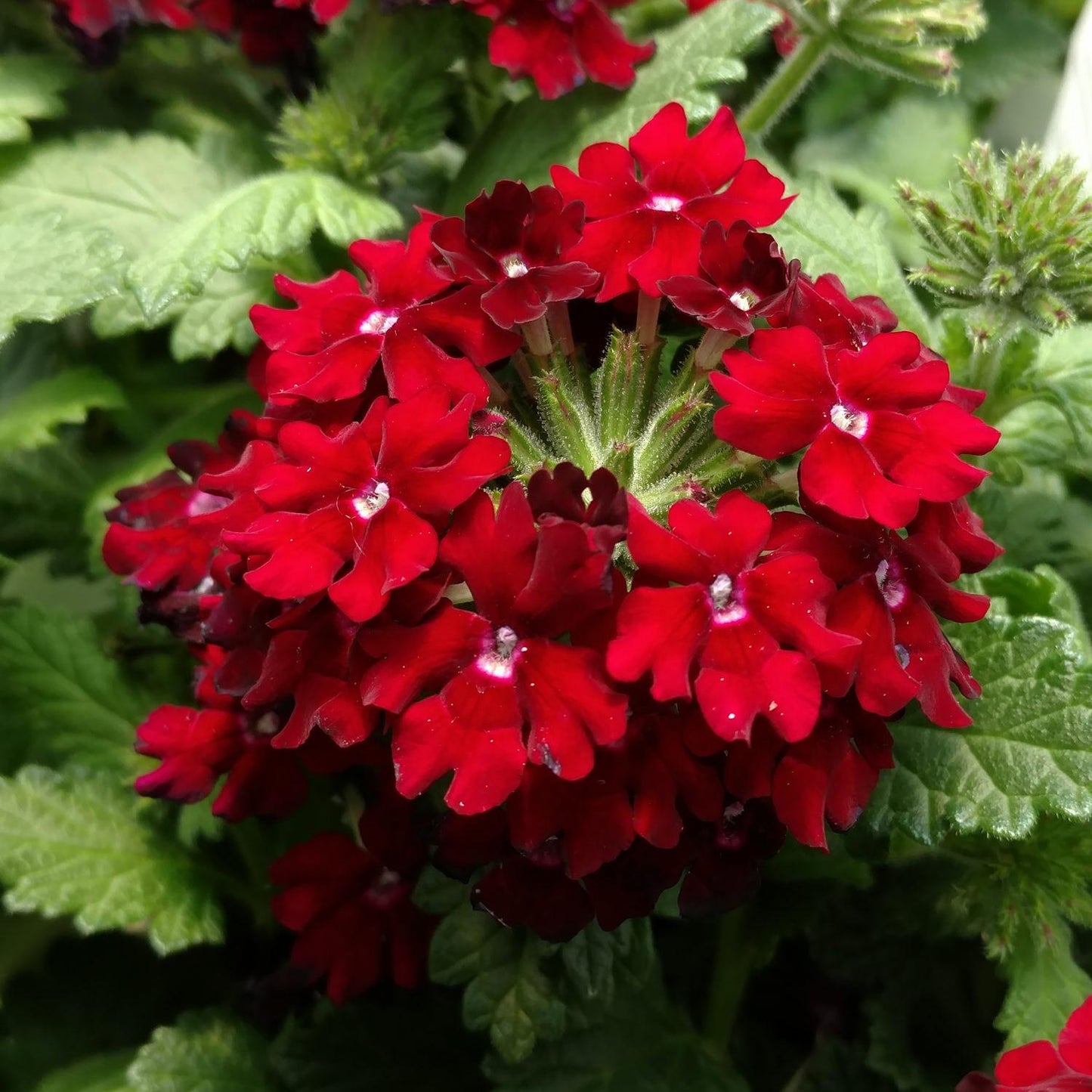 Verbena Superbena Royale Romance - View 6 from www redcrocus com
