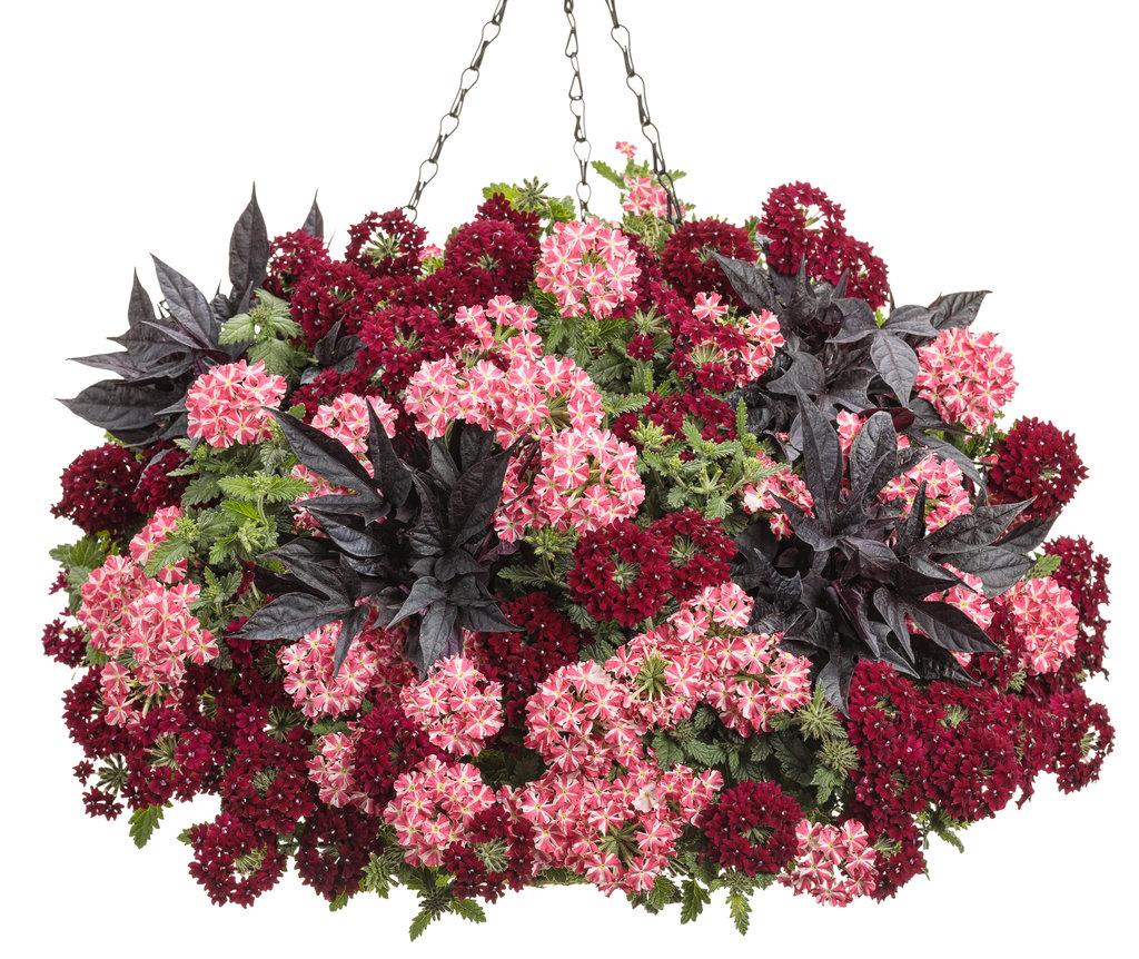 Verbena Superbena Royale Romance - View 7 from www redcrocus com