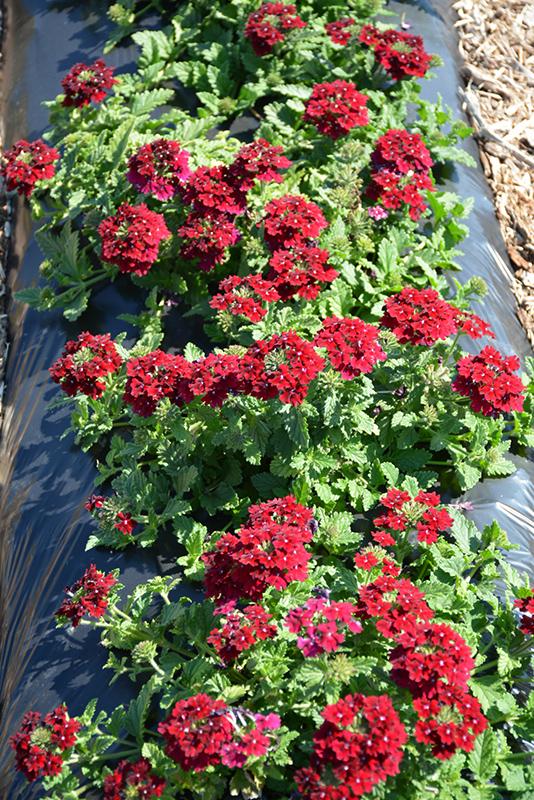 Verbena Superbena Royale Romance - View 8 from www redcrocus com