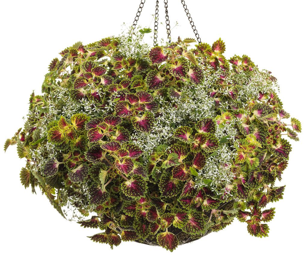 Coleus Colorblaze Strawberry Drops - View 10 from www redcrocus com