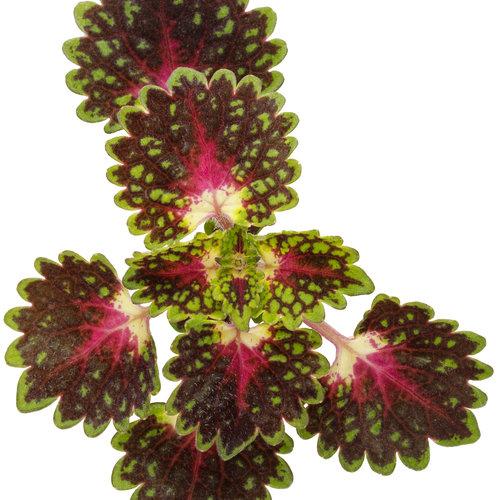 Coleus Colorblaze Strawberry Drops - View 11 from www redcrocus com