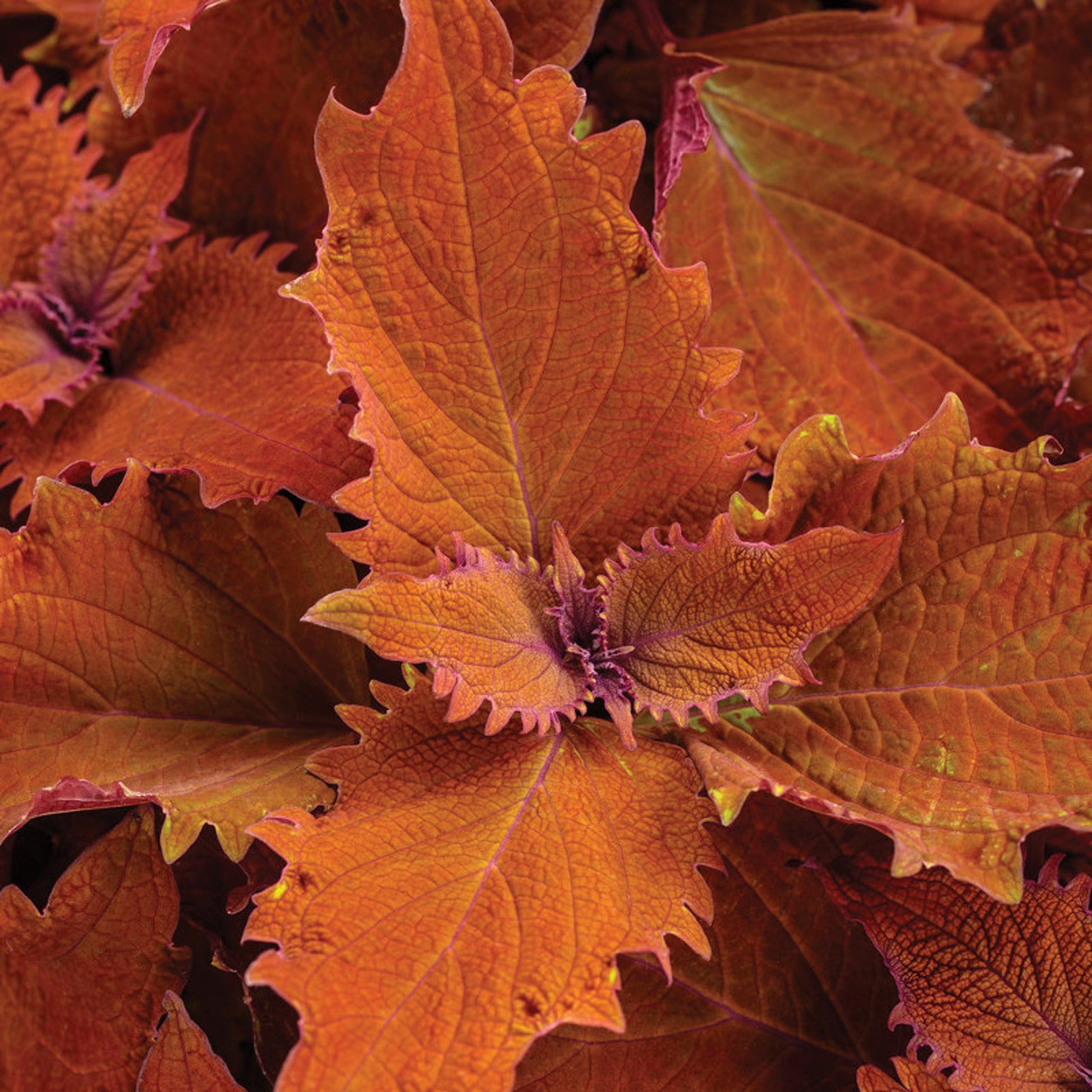 Coleus Colorblaze Strawberry Drops - View 12 from www redcrocus com