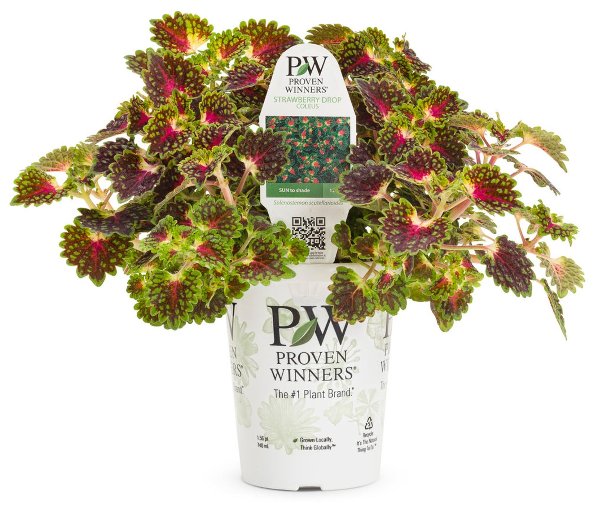 Coleus Colorblaze Strawberry Drops - View 13 from www redcrocus com